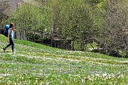 Spettacolo di crocus ai prati della Pigolotta di Valtorta il 26 aprile 2018 - FOTOGALLERY